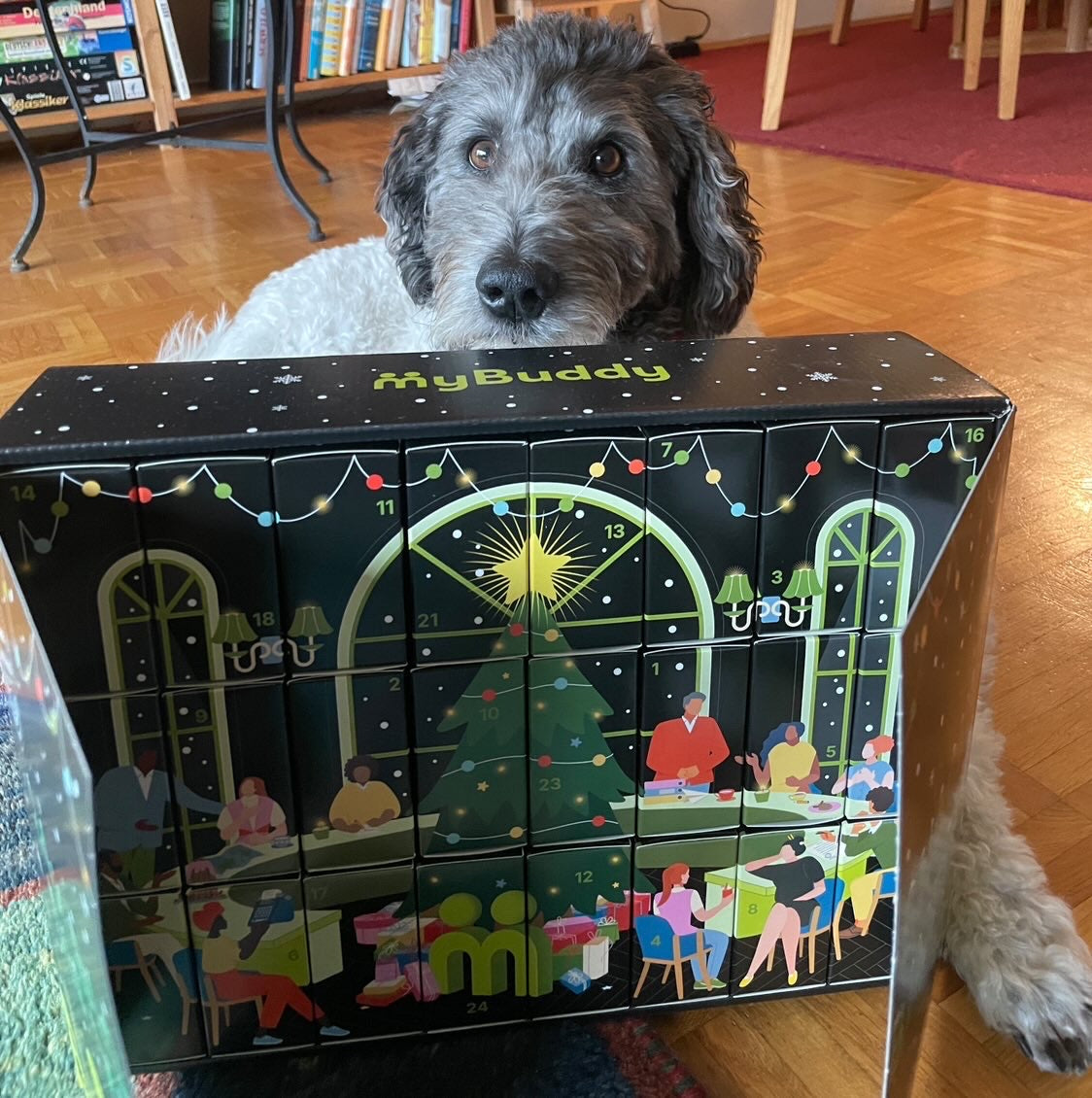myBuddy Community-Foto: Grauer Labradoodle liegt hinter dem aufgeklappten Kalender auf dem Parkett